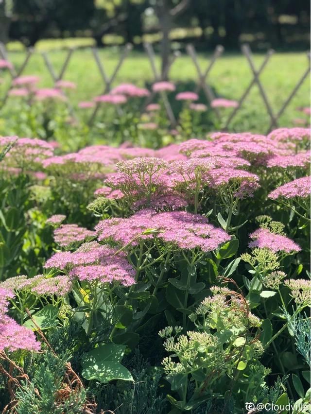 慎养■这花要慎养,每年砍掉3麻袋,照样蹭蹭长
