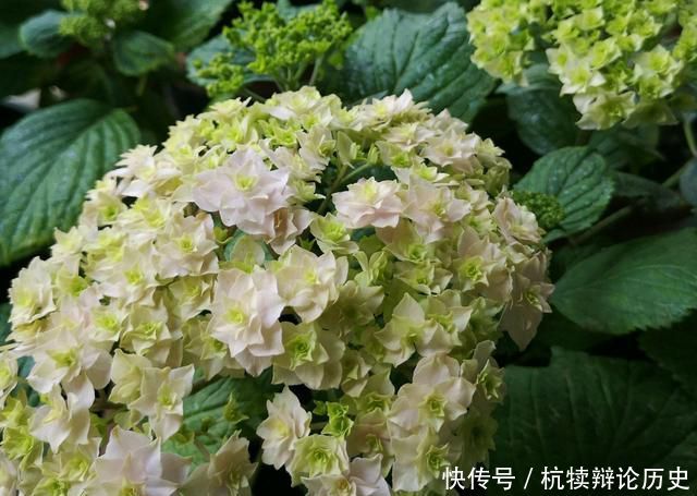  『爆盆』绣球花从花骨朵到盛花期该怎么养？做到4要点，开花爆盆90天