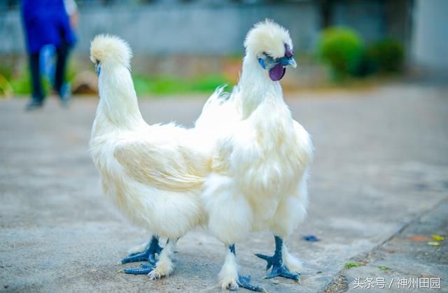 一身白丝天生温柔，深受美女喜爱，发起狠来却比斗鸡还凶猛