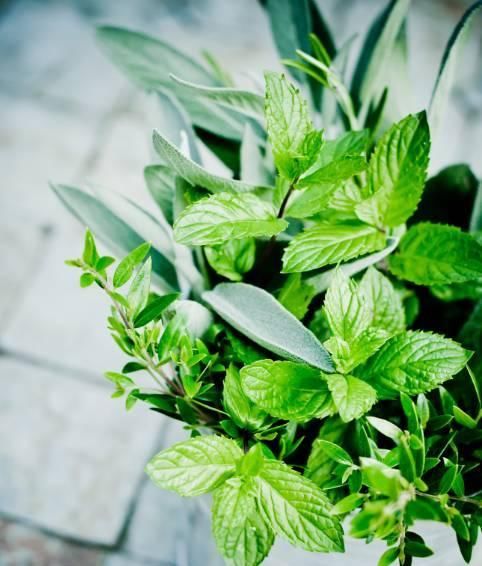  「花儿」10种最好闻不刺鼻的植物香味