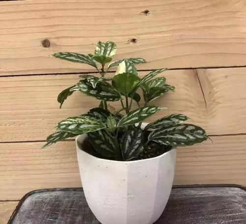  「室内」植株小巧又耐阴的6种植物，适合养在室内桌面上