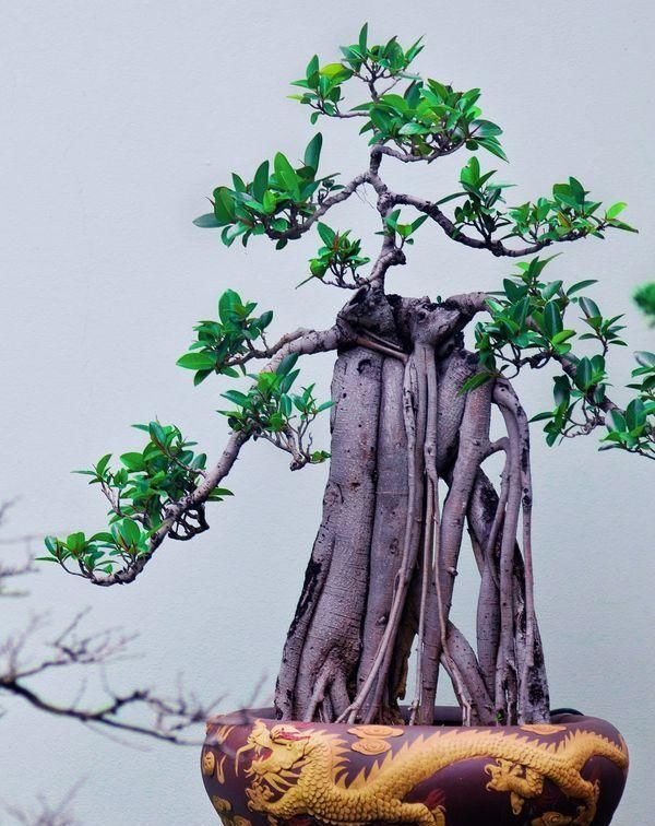 60例盆景树种，总有属于你的那棵（建议收藏）