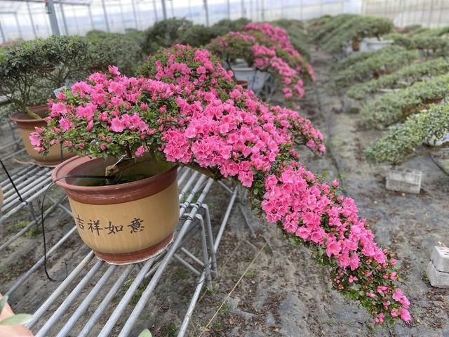  「养活」杜鹃花按照花友的搞法，能养活才怪，有多少钱都不够买花