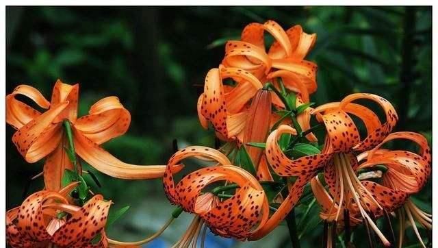  #常漂亮#这是我见过最漂亮的十种种球花，花期长、花色艳，真漂亮
