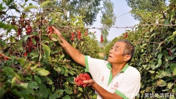  种植|它像红葡萄，因集五味而出名，一斤70元，可摘20年，种植的