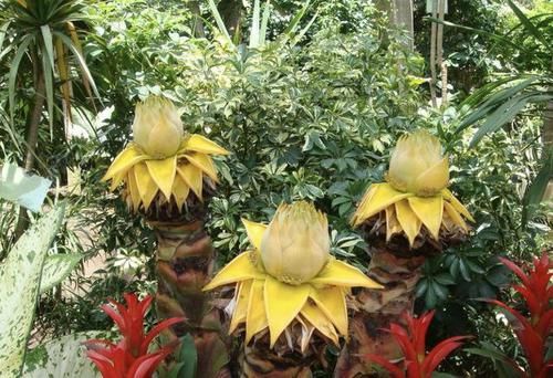  『人称』1种珍贵的“花卉”，人称“地涌金莲”，花期长达半年，珍贵！