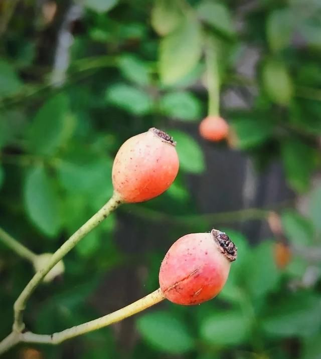 十一月,家里的植物