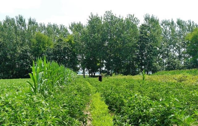  [蔬菜]农民种植一种“最赚钱的蔬菜”，辣味十足，2亩收入20000