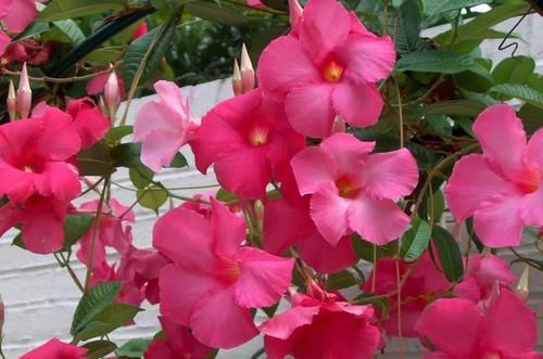  「搭设支架」花朵灿烂的飘香藤，光照灿烂才好多开花