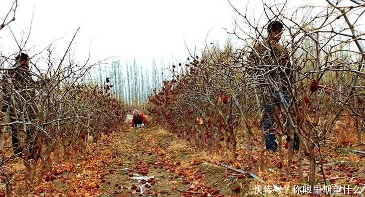 市场上接近20元一斤, 商贩却不愿意收购, 掉落满地果农发愁