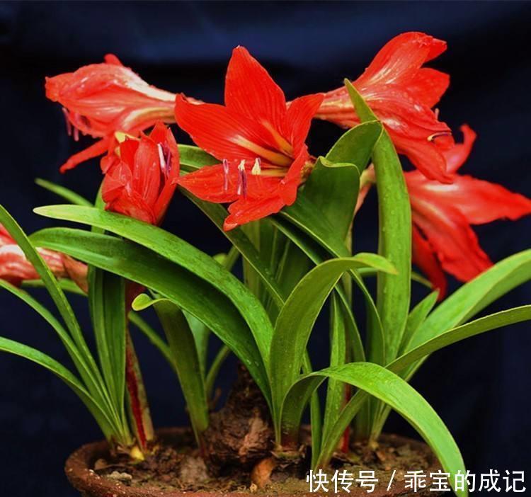 『合种为一』花卉种植技术种植对对红如何进行繁殖,和有效的养护技巧