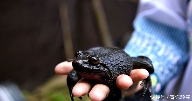  「市场」养殖3年只长2两，市场却卖100元一斤，你敢养殖吗？