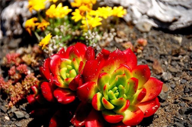 长满多肉的沙漠，共有3000种植物，对这片沙漠的身份产生质疑!