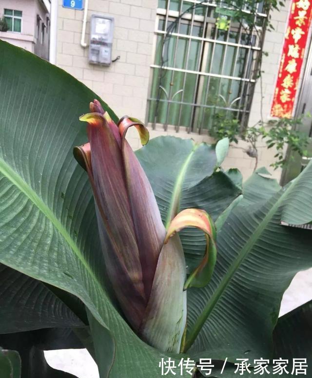 绿萝■能盆栽的迷你香蕉树,比绿萝还耐阴的花,叶子亮得像打蜡!