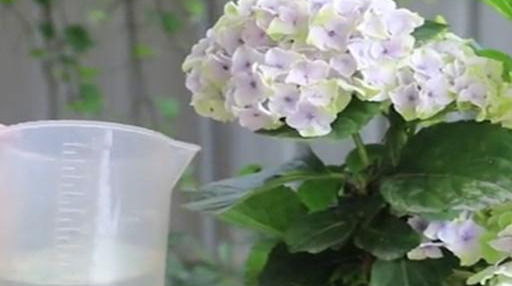  度夏|夏天不要让绣球花晒成“小黑炭”，切记这三点，安然度夏轻松爆盆