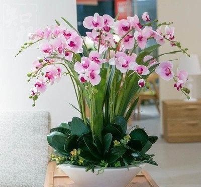  #养育#养育蝴蝶兰，注意这五点！长得好，无虫害，花开俏丽如蝴蝶