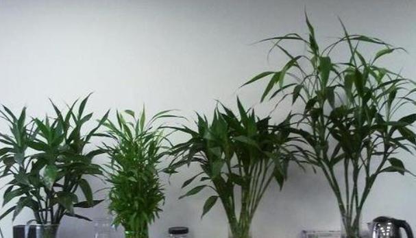 #喝水#这些盆栽都是喝水的,成桶成桶的喝,个个花枝招展一大盆