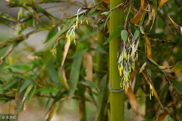 农村庭院很爱种植竹子，种植竹子都有什么寓意和好处呢？