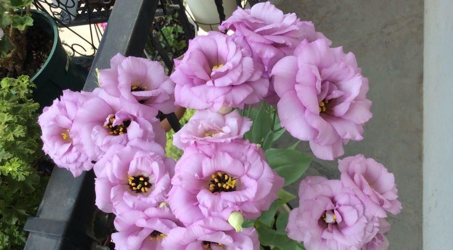  『玫瑰』此花号称“最美草花”，不输玫瑰，花期长，栽培容易，是盆栽佳品