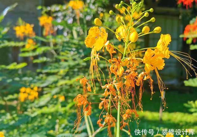 『不难』第一次见到长得这么像凤凰的花,可惜北方只能盆栽,养起来不难