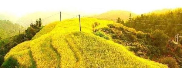 秋收崇义｜金秋奇观 上堡梯田