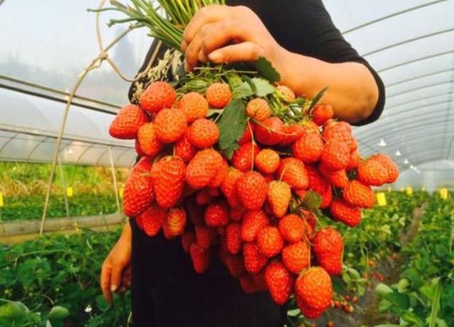  卖不掉@草莓卖不掉，鸡蛋价格没白菜高，又一突发事件让养殖业受