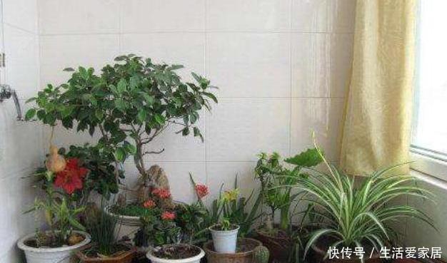 瞬间■封闭阳台养花难?错!注意3个“小细节”,阳台瞬间变花园