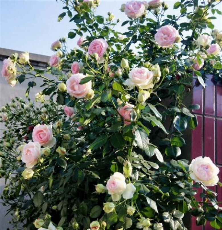 『横向生长』藤本月季不开花?别慌,“一剪一拉”,让它花数翻倍!