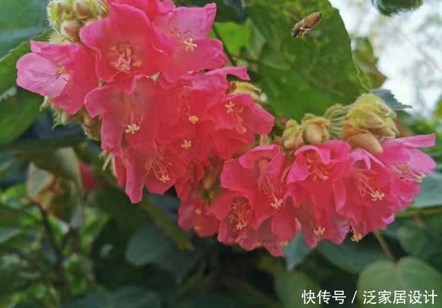 『非洲』来自非洲的芙蓉,开花成球,香气四溢,是小蜜蜂喜爱的食物