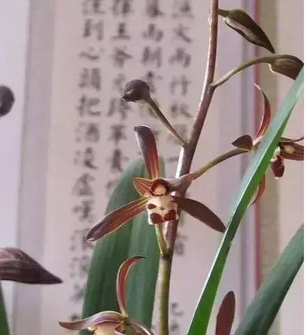  好处|喜欢养花的人几乎家家都有的植物，它的这些好处竟然没人发现？