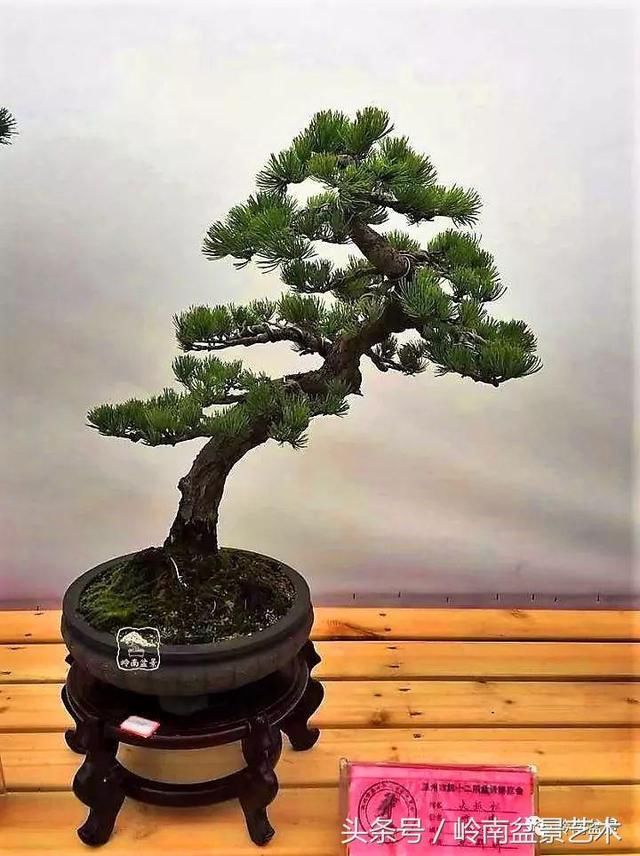 松树盆景，怎样才能算上品？