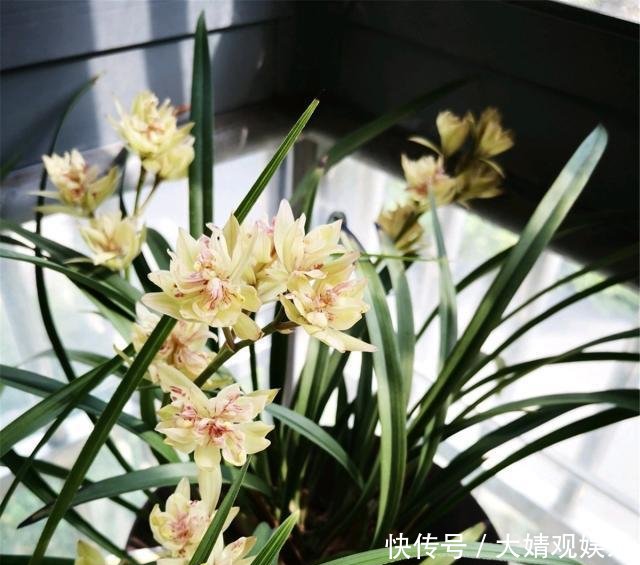 「告别」兰花换盆后,浇水用“2方法”,根系长得粗壮,告别烂根