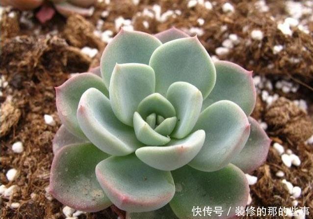 白色粉末|养尽天下多肉,多肉介绍,这几种拟石莲花属,你造不造啊