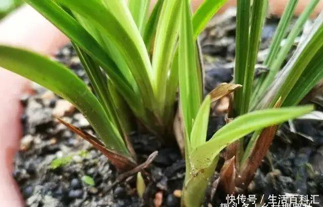 新芽@兰花种植技巧，新芽期的三大忌，犯了一个都会烂苗