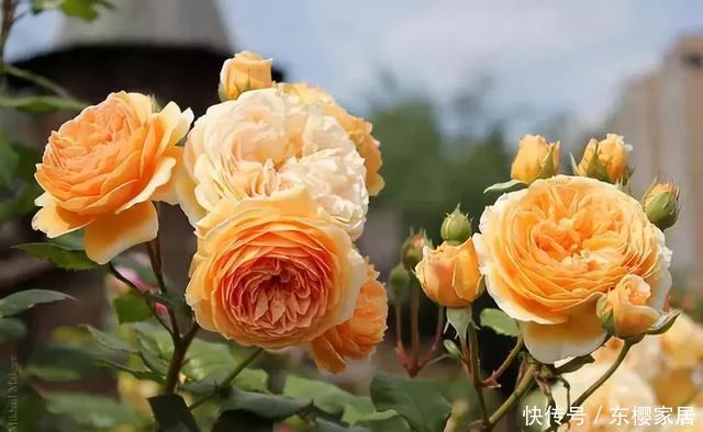 「只养」只养这1种花,就能打造绝美花园和阳台!月季品种和养护要点!