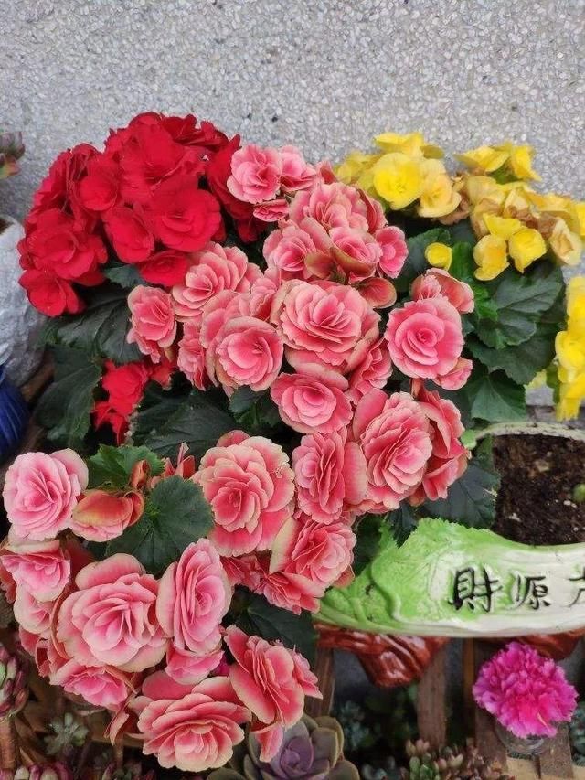  『光照』30种耐阴花，室内光照不佳，也能全年开花