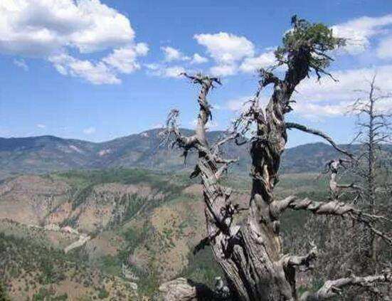 世界最厉害十棵树：四棵在华夏，价值无法估量，1棵是李世民栽种