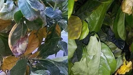  「栀子花」栀子花叶片发黄变黑还掉落怎么回事？这么养，养一盆挂一盆