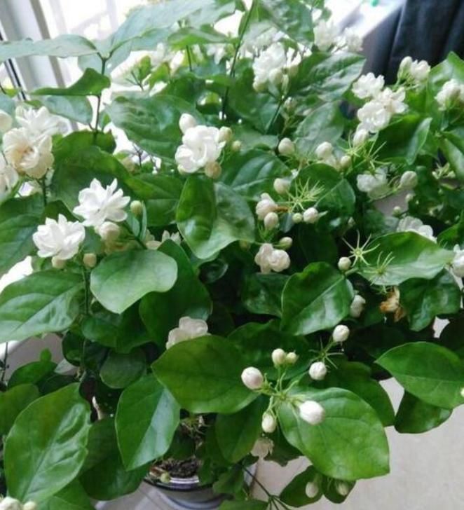  「铜钱草」3种花“越剪越旺”，剪成秃头，一个月大变样，叶子油绿、繁茂！
