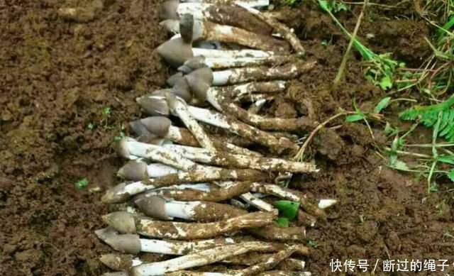 农村小伙在放羊的会后发现这种野生菌子，连羊都不管了也要挖出来