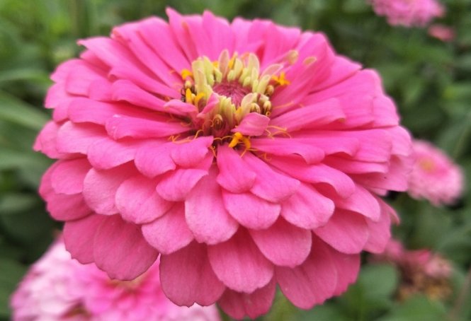  「蟹爪兰」天热就养这些花草，花朵硕大又好养，阳台种植成花海