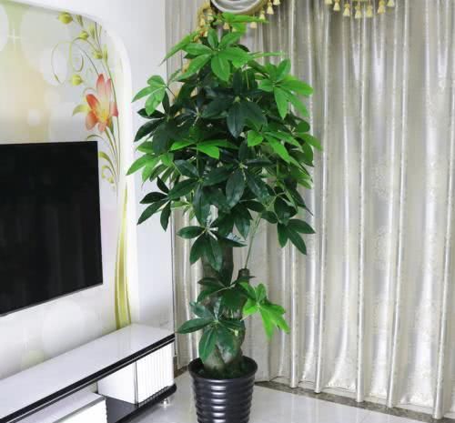  #向植株叶片#盆栽发财树，叶片四季翠绿，要如何管理呢？