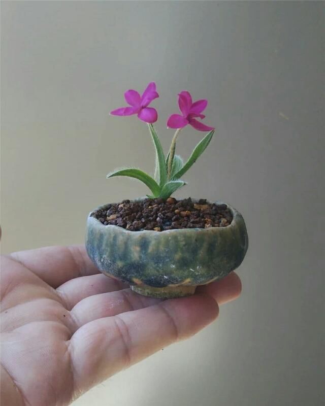  开花■掌上开花，真好看！