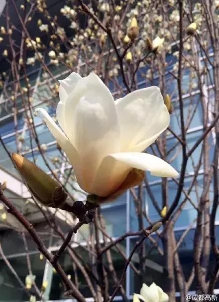 2019年成都第一波春光乍泄！锦江春色来，两岸花撩人！