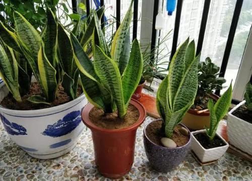  「虎皮」虎皮兰有“3怕”，避开后能“疯长”，直接爆破盆