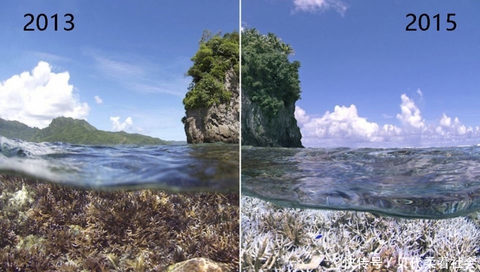 起源：海洋越来越酸，生物越变越白 上