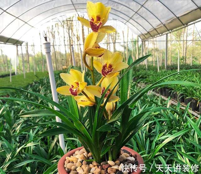 [花开]花开最亮眼的兰花，金光灿灿，香气浓郁，惹人喜爱的建兰皇妃
