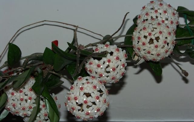  盆栽@想要盆栽爬藤花卉？试试花开繁盛、几天就能爬满窗的球兰花！