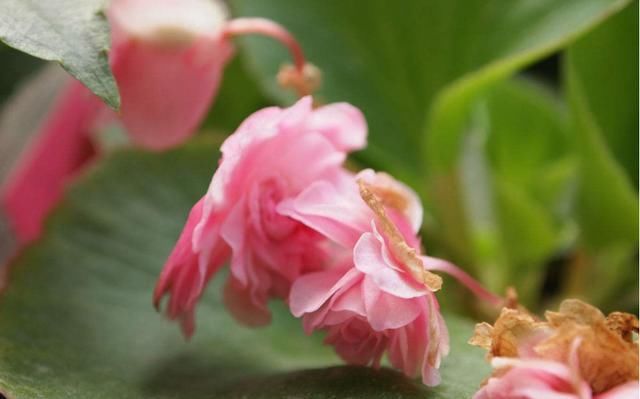  家里■3种花适合养在阳台，常年开花不断，家里养一盆，养出美丽小花园