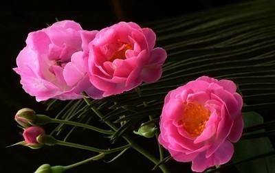  『控制』控制花期的常用技术有哪些？